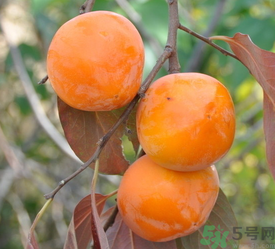 女人吃柿子有什么好處？女人吃柿子好嗎？