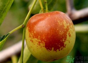 坐月子可以吃鮮棗嗎？產(chǎn)婦可以吃鮮棗嗎？