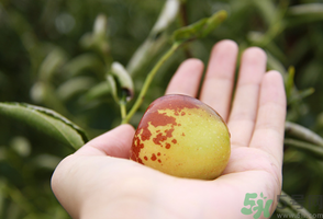 坐月子可以吃鮮棗嗎？產(chǎn)婦可以吃鮮棗嗎？