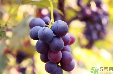 葡萄酒保質(zhì)期是多久？葡萄酒過期了能喝嗎？