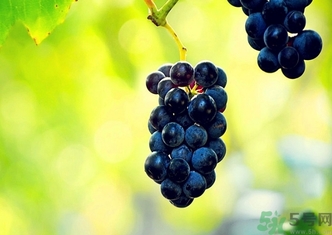 葡萄酒保質(zhì)期是多久？葡萄酒過期了能喝嗎？