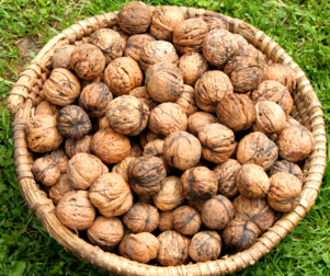 核桃受潮了怎么辦？核桃受潮了能吃嗎？