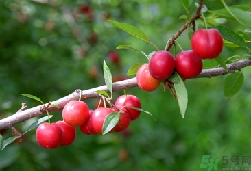 鈣果多少錢一斤？鈣果的營(yíng)養(yǎng)價(jià)值功效作用