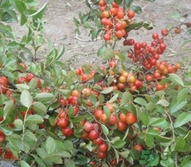 鈣果多少錢一斤？鈣果的營(yíng)養(yǎng)價(jià)值功效作用