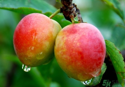 鈣果多少錢一斤？鈣果的營(yíng)養(yǎng)價(jià)值功效作用