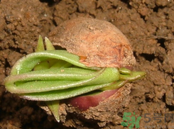 新鮮花生發(fā)芽能吃嗎？發(fā)芽的花生能吃嗎？