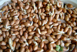 新鮮花生發(fā)芽能吃嗎？發(fā)芽的花生能吃嗎？