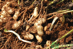 新鮮花生發(fā)芽能吃嗎？發(fā)芽的花生能吃嗎？