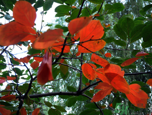 柿子葉能治糖尿病嗎？柿子葉茶能降血糖嗎？