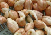 新鮮花生發(fā)芽能吃嗎？發(fā)芽的花生能吃嗎？