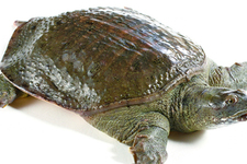 喝甲魚血能治陽痿嗎？甲魚血能喝嗎？