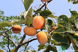 吃柿子嘴澀怎么辦？柿子怎么去澀？