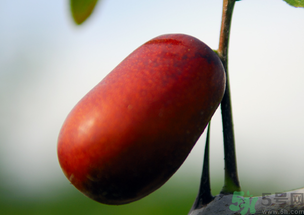 鮮棗能和橘子一起吃嗎？橘子和棗子能一起吃嗎？