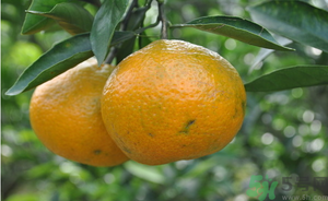 鮮棗能和橘子一起吃嗎？橘子和棗子能一起吃嗎？