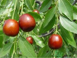 螃蟹和鮮棗能一起吃嗎？螃蟹和大棗能一起吃嗎？