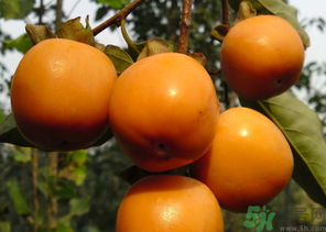 寶寶可以吃柿子嗎？寶寶能柿子嗎？