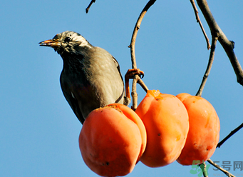 吃柿子會過敏嗎？過敏可以吃柿子嗎？