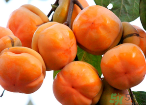 吃柿子會得結(jié)石嗎？吃柿子會結(jié)石嗎？