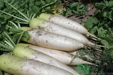 白蘿卜怎么保存？白蘿卜能放多久不壞？