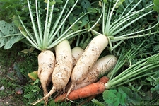 白蘿卜變藍(lán)能吃嗎？白蘿卜為什么會(huì)變色？