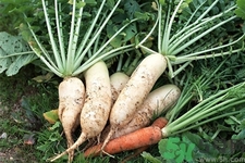 白蘿卜和什么相克？白蘿卜不能和什么一起吃？