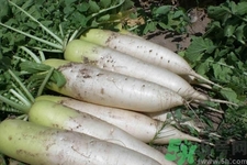 白蘿卜和什么相克？白蘿卜不能和什么一起吃？