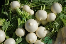 白蘿卜切開(kāi)里面發(fā)藍(lán)是怎么回事?白蘿卜切開(kāi)里面發(fā)藍(lán)可以吃嗎