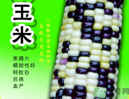 彩色玉米是轉(zhuǎn)基因嗎？彩色玉米能吃嗎？