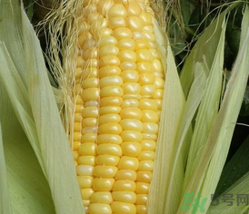 新鮮玉米可以冷凍嗎？新鮮玉米能放冷凍嗎？