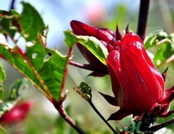 洛神果怎么吃？洛神果的功效與作用