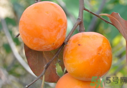 哺乳期可以吃柿子嗎？哺乳期能吃柿子嗎？