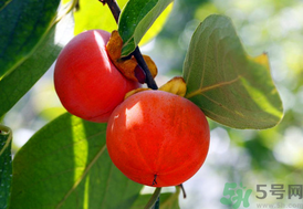 吃柿子會回奶嗎？哺乳期吃柿子會回奶嗎？