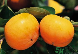 脆柿子可以直接吃嗎？柿子可以直接吃嗎？