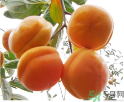 硬柿子不能和什么一起吃？吃硬柿子不能吃什么？