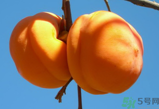 大柿子不能和什么同吃？大柿子和什么食物相克？