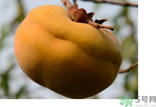 大柿子不能和什么同吃？大柿子和什么食物相克？