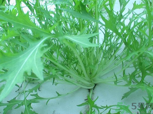 十月份種什么蔬菜？十月份適合種什么蔬菜？