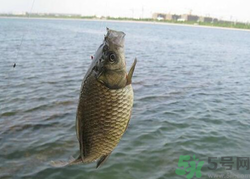 秋天釣魚用什么餌料？秋季釣魚用什么餌料好？