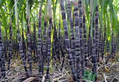 甘蔗可以止咳嗎？甘蔗可以治咳嗽嗎？