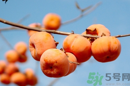 飯前吃脆柿子會變胖嗎？脆柿子吃多了會變胖嗎？