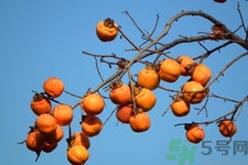 飯前吃脆柿子會變胖嗎？脆柿子吃多了會變胖嗎？