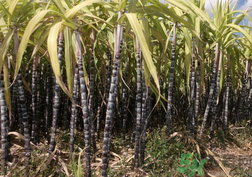 甘蔗是熱性還是涼性？甘蔗是是涼性的嗎？