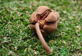 向天果怎么吃？向天果怎么吃效果好？