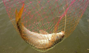 秋天釣鯉魚用什么餌料？秋天釣鯉魚餌料配方