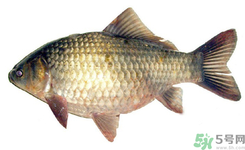 秋天釣鯽魚用什么餌料？秋天釣鯽魚用什么味餌？