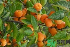 脆柿子是怎么做好吃？脆柿子的制作方法