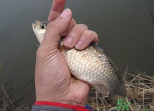 秋天釣鯽魚用什么餌料？秋天釣鯽魚用什么味餌？