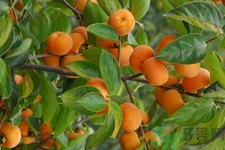 坐月子能吃脆柿子嗎？脯乳期可以吃脆柿子嗎？