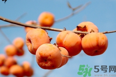 軟柿子和硬柿子能經(jīng)常吃嗎？脆柿子和軟柿子的區(qū)別