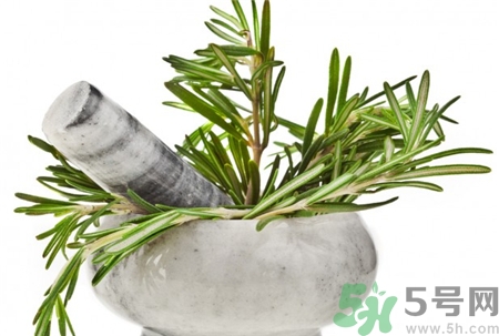 迷迭香的營養(yǎng)價(jià)值 迷迭香的功效與作用